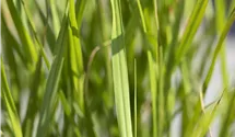Stachelschweingras