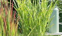 Stachelschweingras