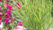 Stachelschweingras