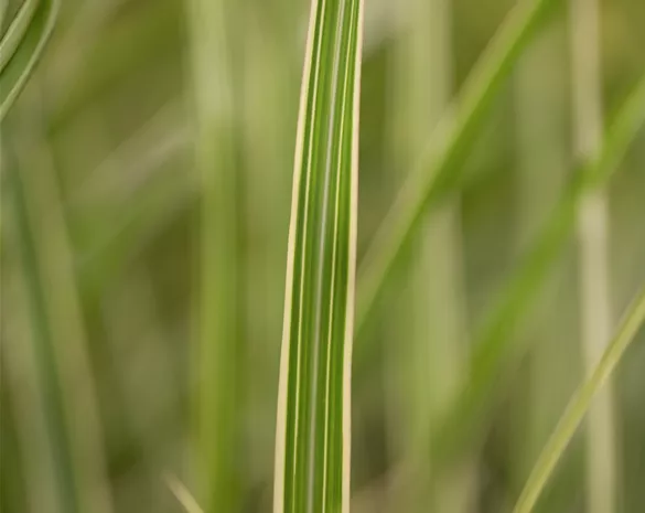 Miscanthus sinensis 'Variegatus'