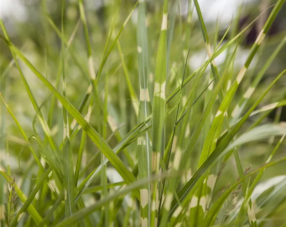 Miscanthus sinensis 'Gold Bar'