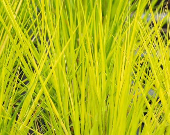 Molinia caerulea 'Heidebraut'