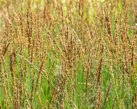Molinia caerulea 'Moorhexe'