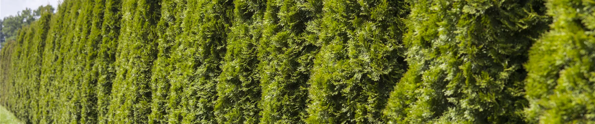 Thuja occidentalis 'Smaragd'