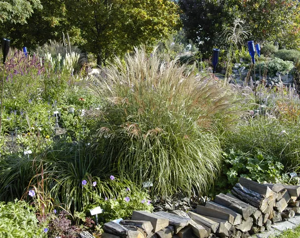 Miscanthus sinensis 'Adagio'