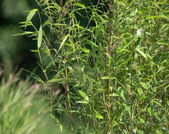 Besonderheiten beim Bambus kennen und lieben lernen