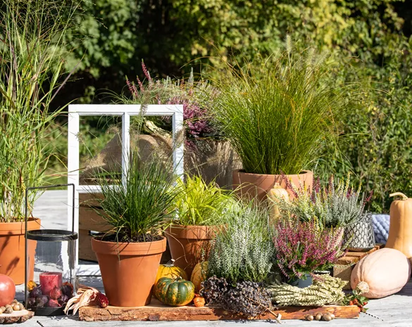 Panicum virgatum 'Hänse Herms'