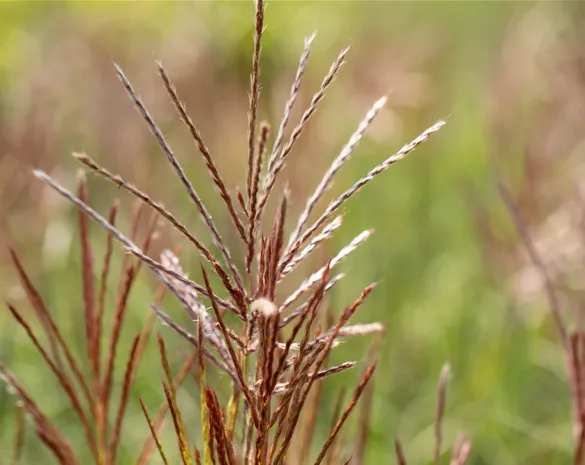 Miscanthus sinensis 'Ferner Osten'