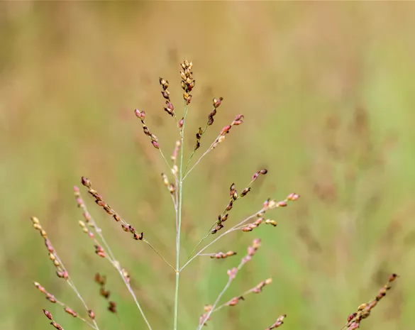Panicum virgatum 'Heavy Metal'
