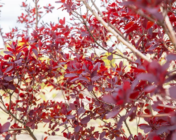 Ameise, Blattlaus und Co. – Laubgehölze vor Schädlingen schützen