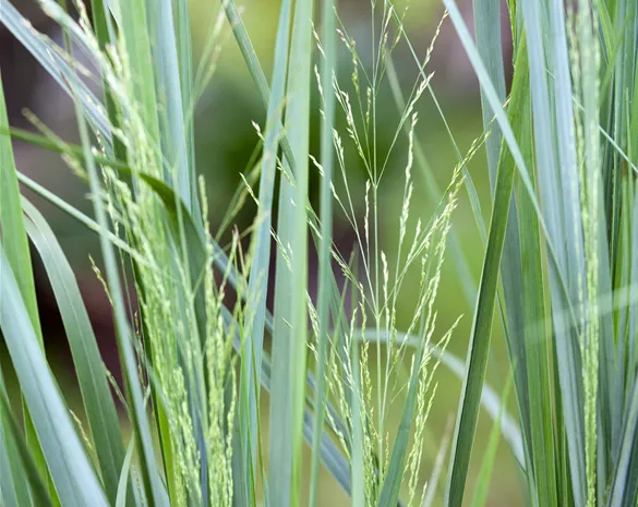 Panicum virgatum 'Northwind'