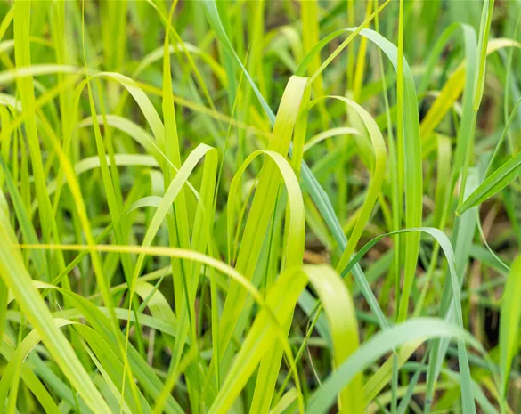 Panicum virgatum 'Rehbraun'
