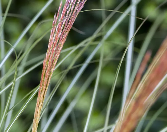 Miscanthus sinensis 'Kleine Silberspinne'