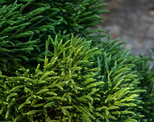 Cryptomeria japonica 'Little Champion' 