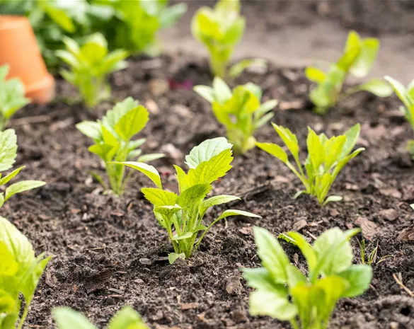 Aromatische Gartengestaltung mit Gemüse und Kräutern
