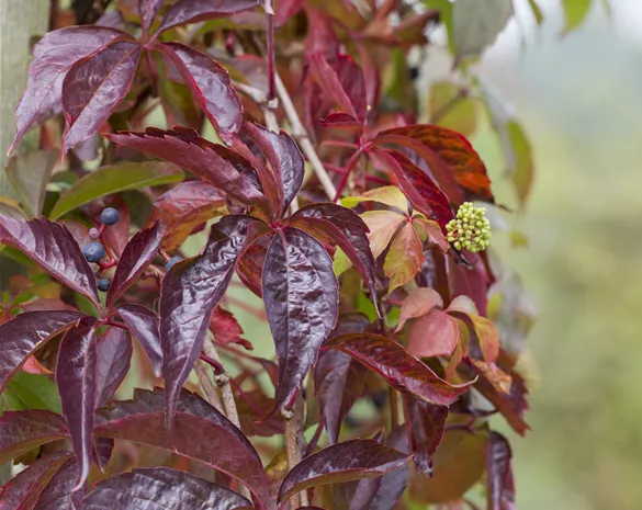 Parthenocissus quinquefolia