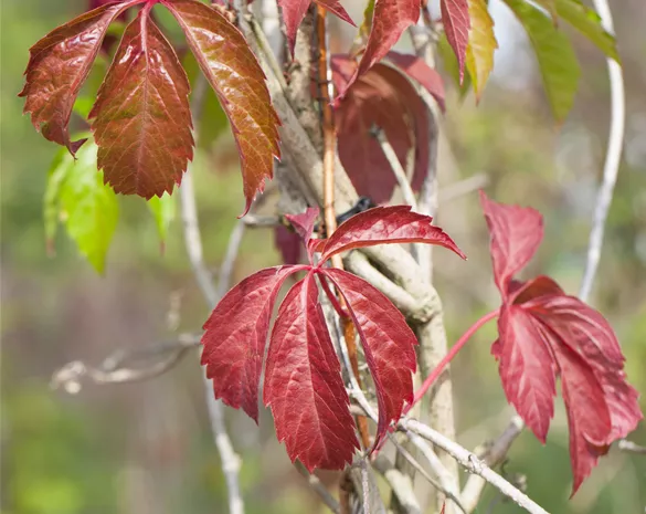 Parthenocissus quinquefolia 'Engelmannii'