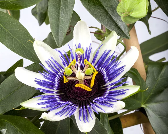 Passiflora caerulea