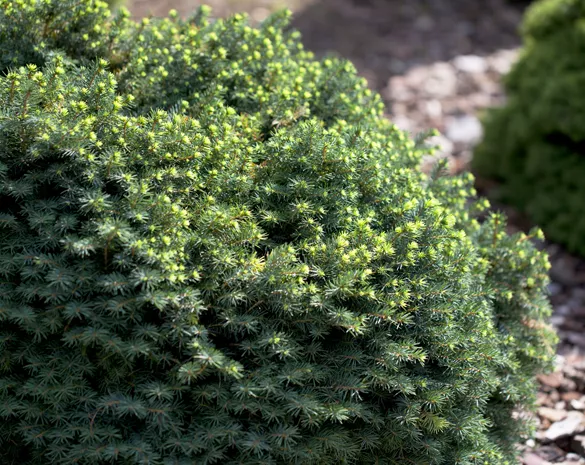 Picea omorika 'Karel'