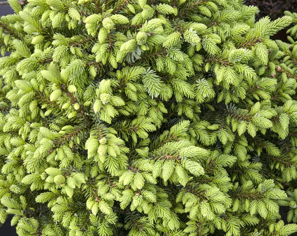 Picea omorika 'Nana'