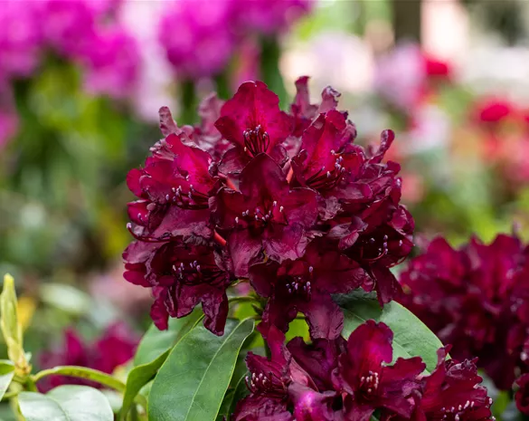 Rhododendron 'Black Widow'