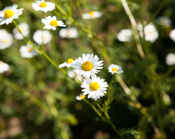 8 Pflanzen für die Gesundheit, die jeder kennen sollte