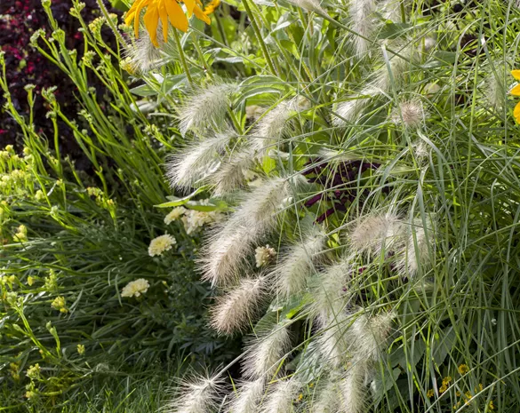 Pennisetum alopecuroides 'Hameln'