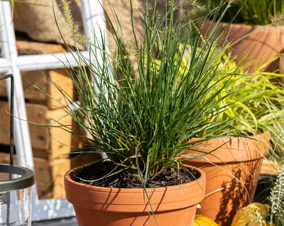 Pennisetum alopecuroides 'Little Bunny'