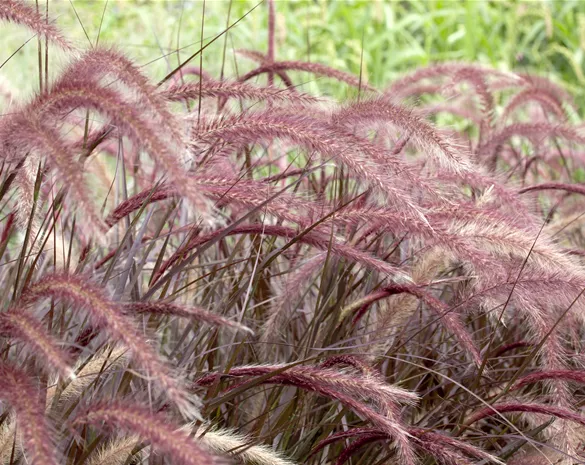 Pennisetum setaceum 'Rubrum'