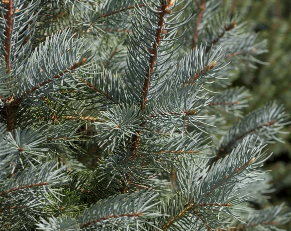 Picea pungens 'Edith'