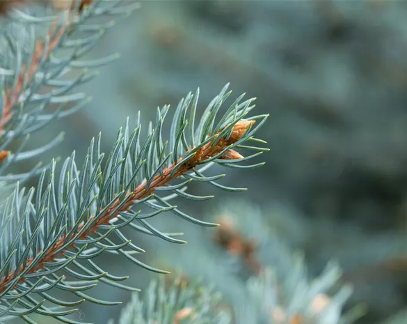 Picea pungens 'Fat Albert'