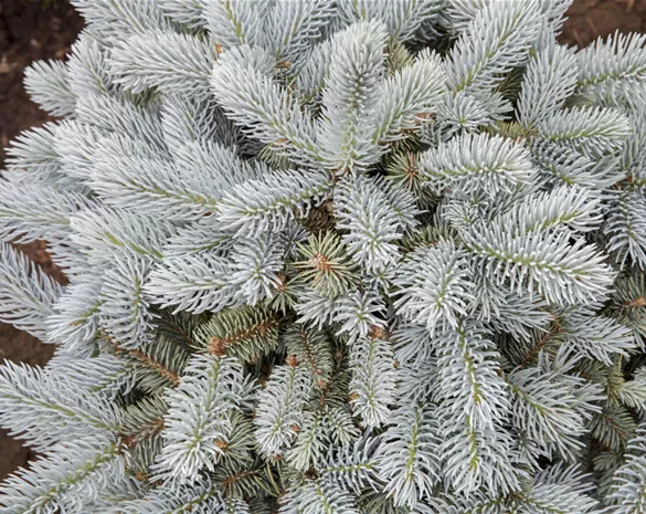 Picea pungens 'Glauca Globosa'