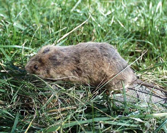 Das jeweils richtige Mittel zur Schädlingsbekämpfung finden