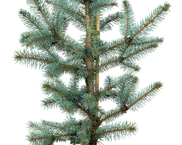 Picea pungens 'Hoopsii'