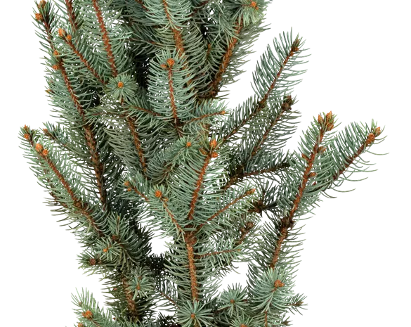 Picea pungens 'Iseli Fastigiate'