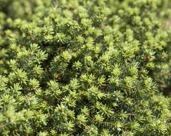 Picea abies 'Little Gem'