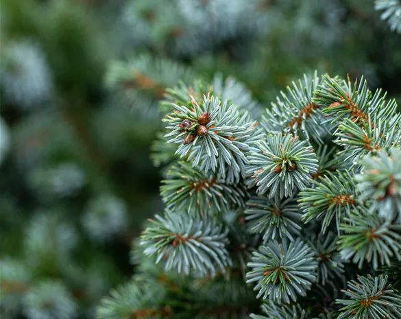 Picea sitchensis 'Silberzwerg'