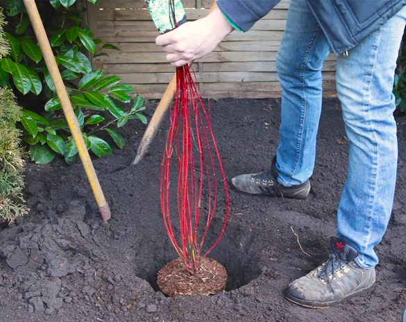 Hartriegel - Einpflanzen im Garten