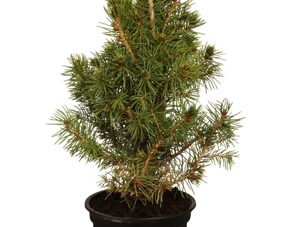 Picea glauca 'Conica'