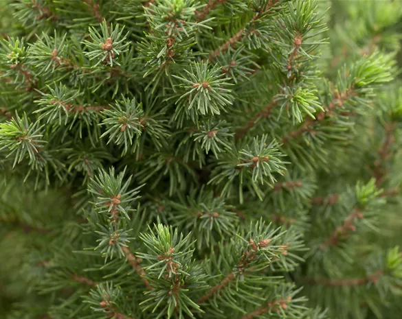 Picea glauca 'Conica Perfecta' ®