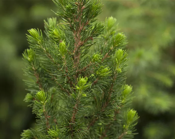 Picea glauca 'Daisy´s White'