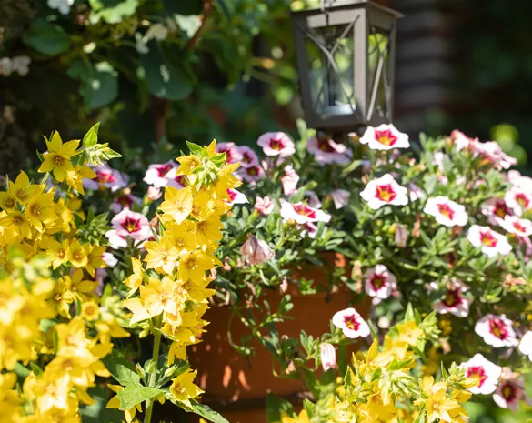 Beet- und Balkonpflanzen kaufen ist immer eine gute Idee