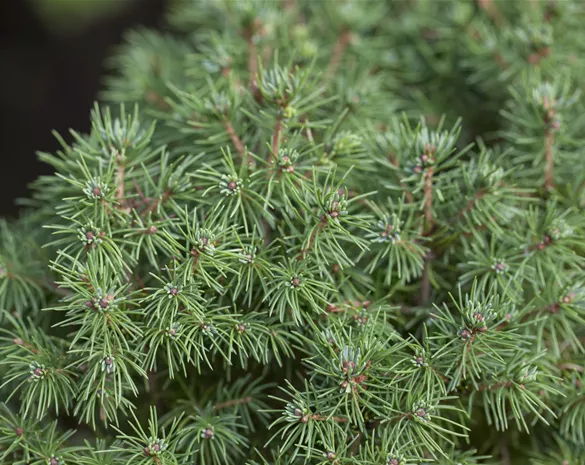 Picea glauca 'Rainbow's End'