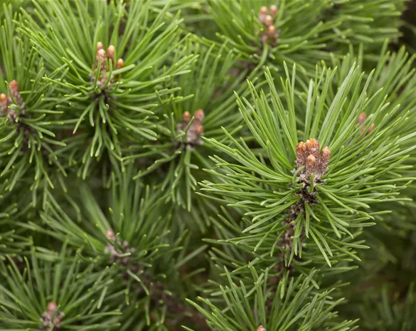 Pinus mugo 'Mops'