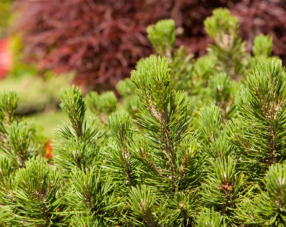 Pinus mugo 'Mumpitz'