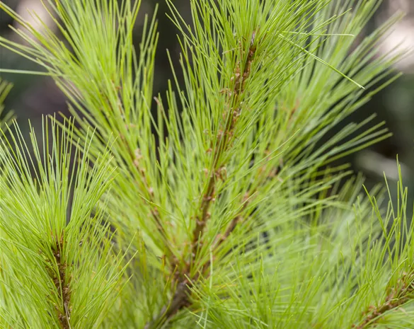 Pinus strobus 'Louie'