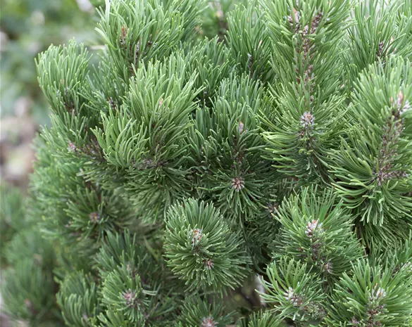 Pinus mugo 'Picobello'