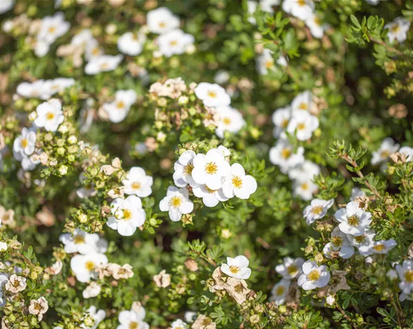 Potentilla fruticosa 'Abbotswood'