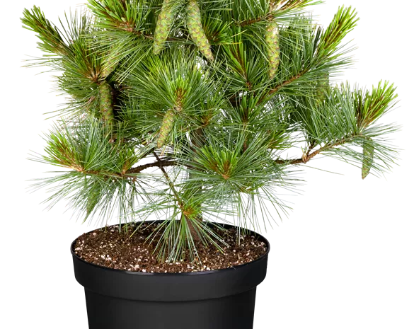 Pinus strobus 'Macopin'
