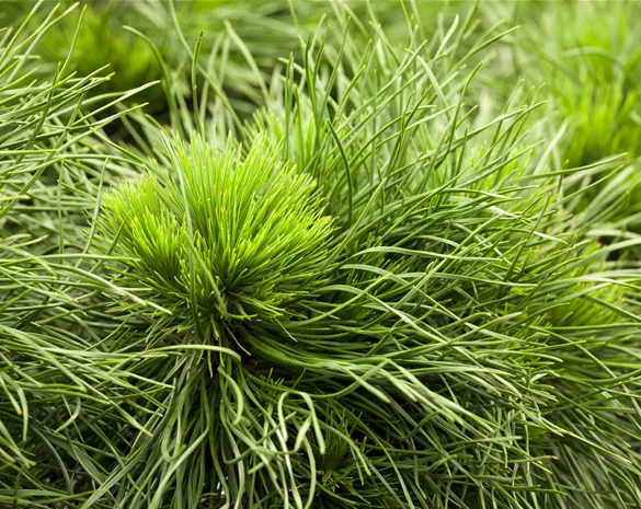 Pinus mugo 'Varella'